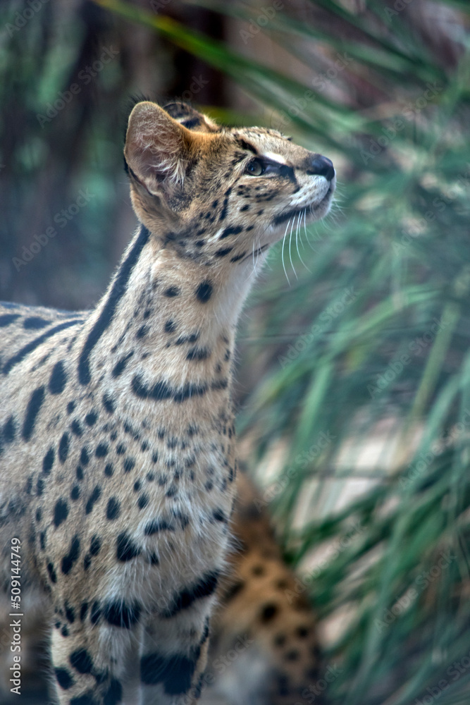 Fototapeta premium the serval is a wild cat native to Africa