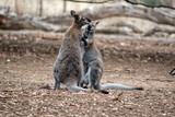 the red necked wallabies are mainly grey with a reddish brown on the back of their necks black paws and black tips on their tails