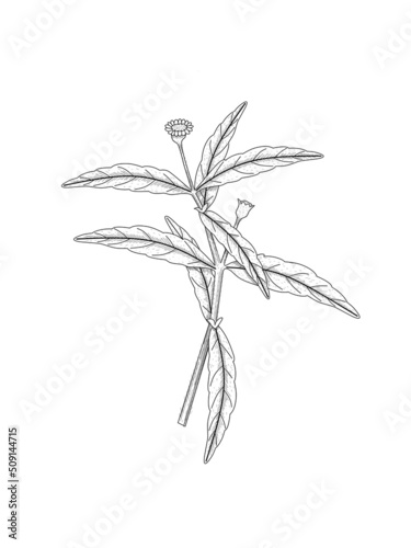 Bhringraj Sketch or Eclipta Alba or Eclipta Prostrata, also known as False Daisy is an effective herbal medicinal plant in Ayurvedic medicine. vector illustration.