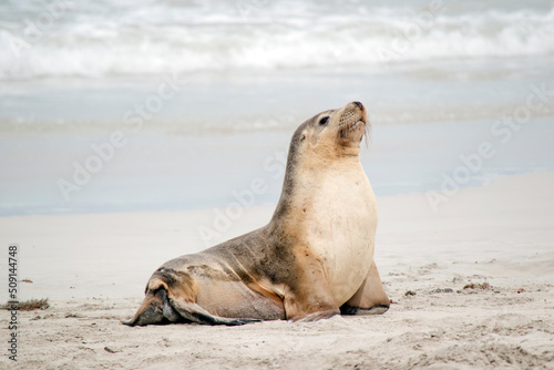 the sea lion is on the beach at seal bay