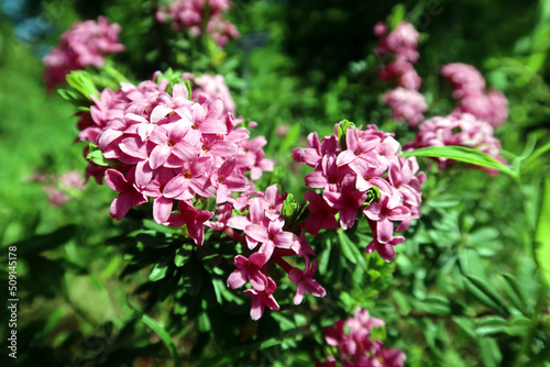 Daphne cneorum, the garland flower or rose daphne. Daphne cneorum highly fragrant pink flowers