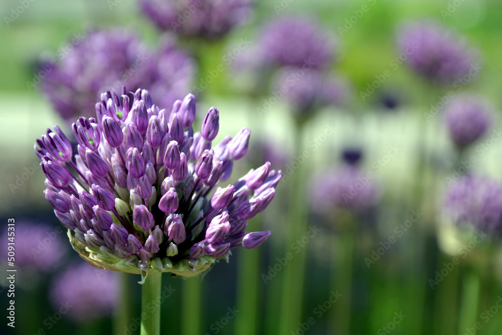 Close up photography of an allium purple flower bud blooming, beige vivid colours, spring time. Round shaped blooming purple flower. Close up photography of an allium purple flower bud blooming, beige vivid colours, spring time. Round shaped blooming purple flower.