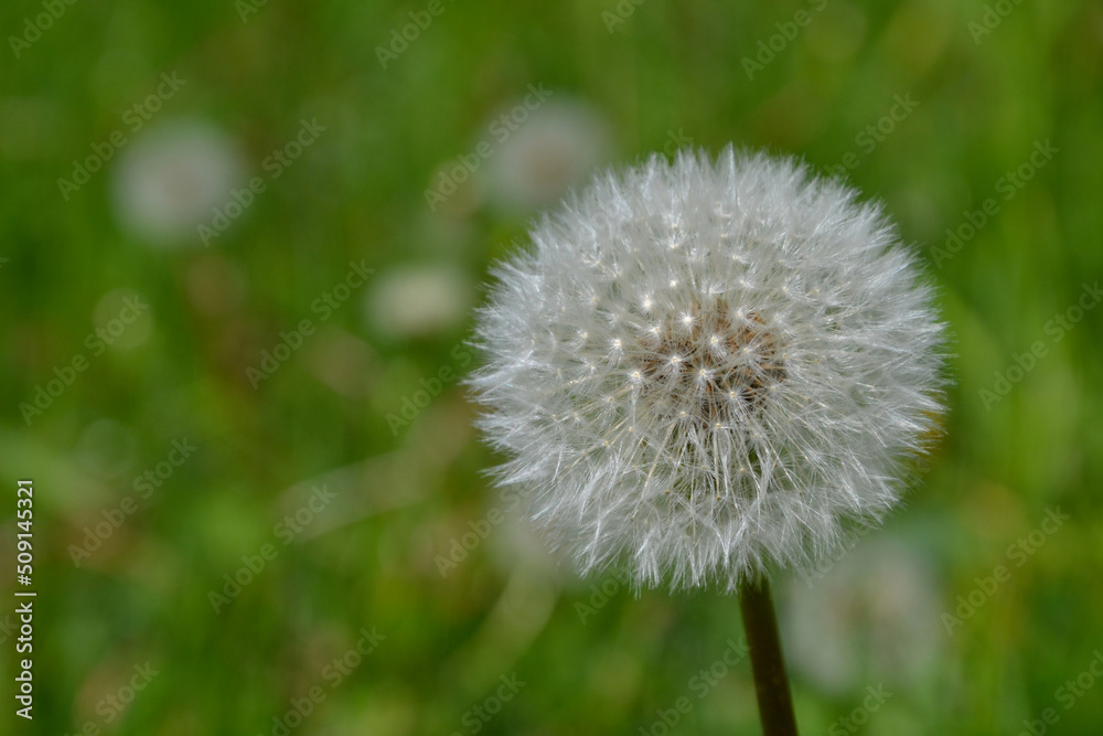 Taraxacum officinale, the dandelion. Closeup. White ball of dandelion called dandelion clock. Yellow flower heads turn into round balls of many silver-tufted fruits that disperse in the wind Taraxacum officinale, the dandelion. Closeup. White ball of dandelion called dandelion clock. Yellow flower heads turn into round balls of many silver-tufted fruits that disperse in the wind