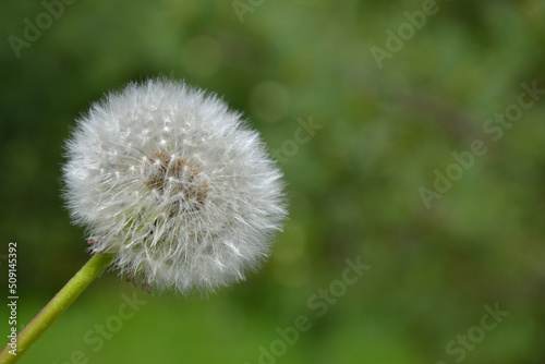 Taraxacum officinale  the dandelion. Closeup. White ball of dandelion called dandelion clock.  Yellow flower heads turn into round balls of many silver-tufted fruits that disperse in the wind