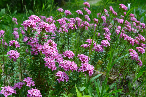 Daphne cneorum  the garland flower or rose daphne. Daphne cneorum highly fragrant pink flowers