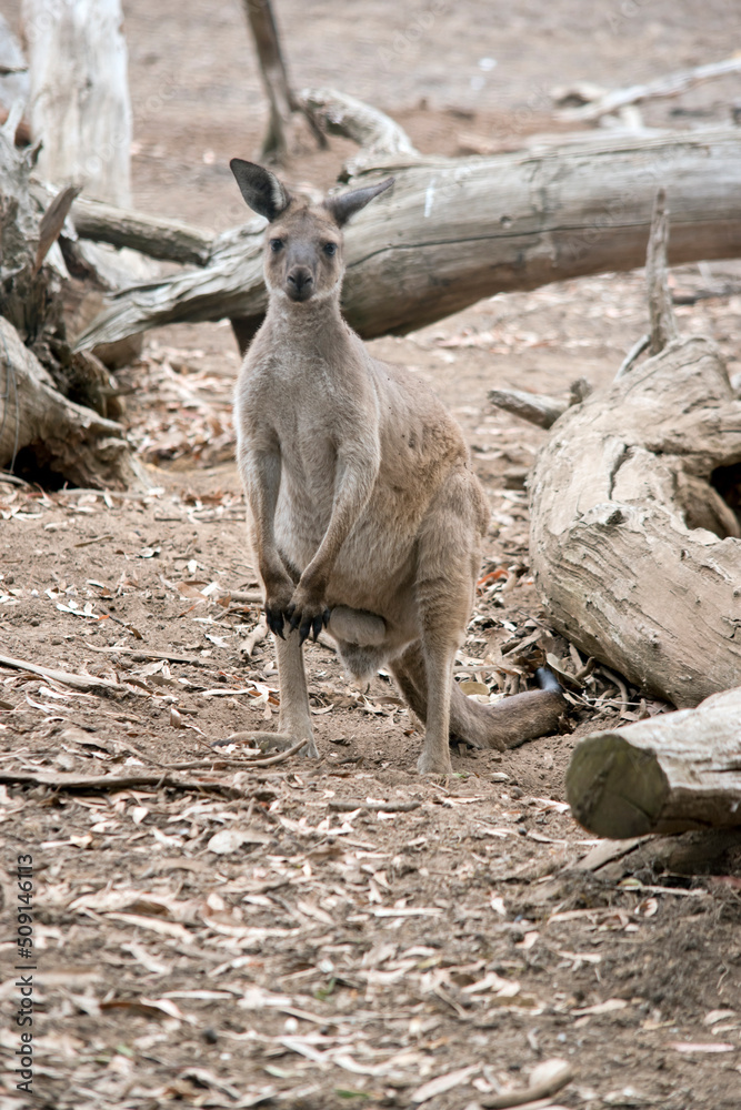Naklejka premium this is a male western grey kangaroo