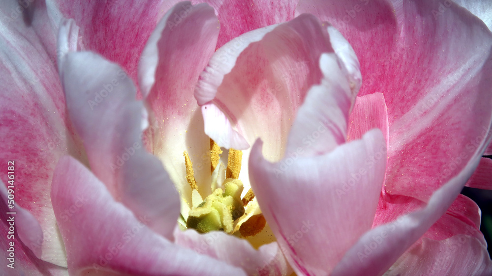 Gentle pink tulip, close-up. Tulip petals close up