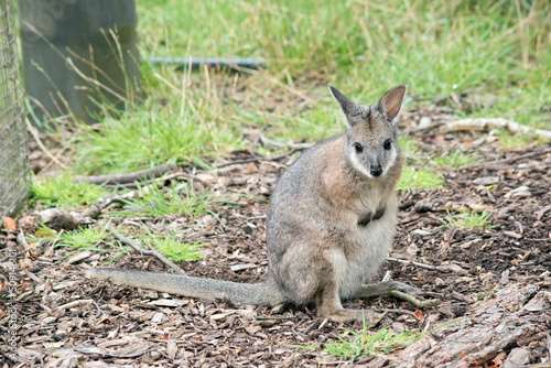 the tammar wallaby is standing looking for danger © susan flashman
