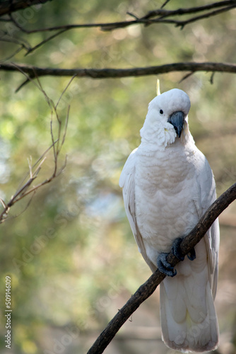 the sulphur crested cockatoo is perched in a tree