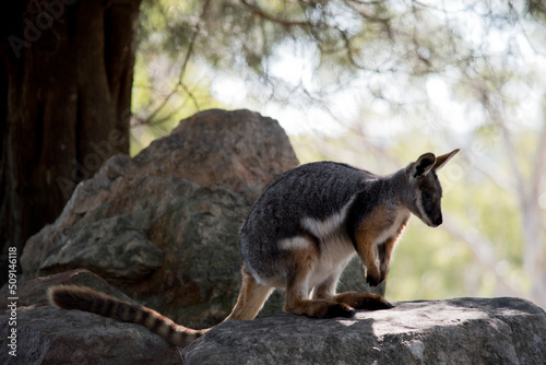 the yellow footed rock wallaby is standing on a mountain of rocks