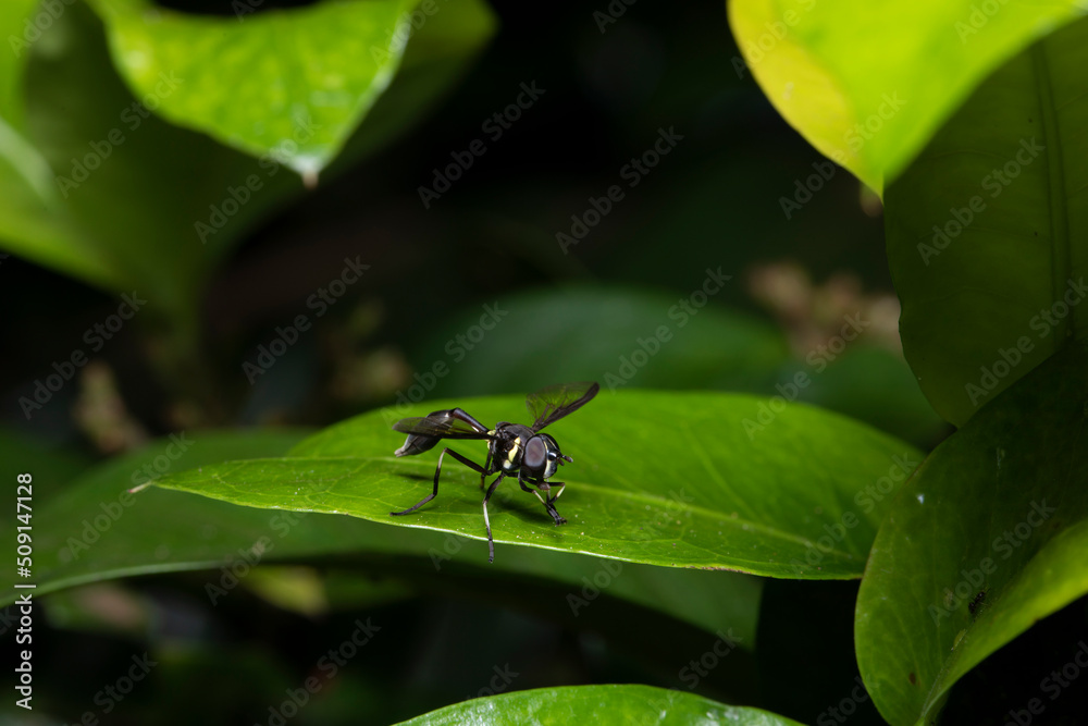 Macro de uma vespa preta e amarela pousada em uma folha verde Macro de uma vespa preta e amarela pousada em uma folha verde