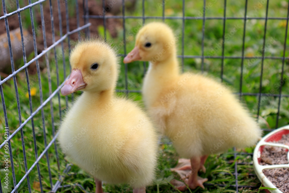 The concept of keeping animals and birds in locks, in cages. Cute ducklings in a cage.