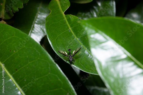 Macro de uma vespa preta e amarela pousada em uma folha verde