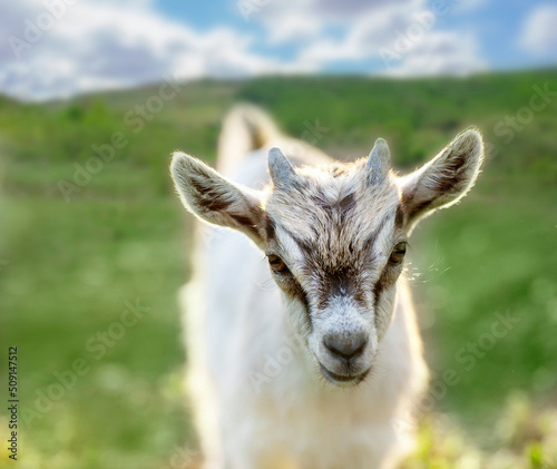 A goat head close up portrait in nature, in a green meadow under a sky with clouds, at summer. Cute white grey goat on a green grass and looks straight.