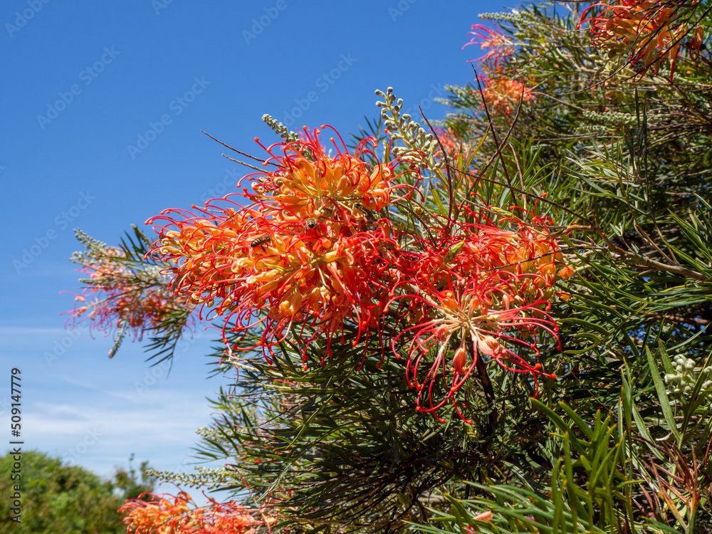 Magnifiques fleurs de grevillea de Banks sur gond de ciel bleu, Collioure, Pyrénées-Orientales, Occitanie, France Magnifiques fleurs de grevillea de Banks sur gond de ciel bleu, Collioure, Pyrénées-Orientales, Occitanie, France
