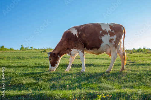 A brown cow walks through a green meadow. A pet grazes in the valley under a blue sky