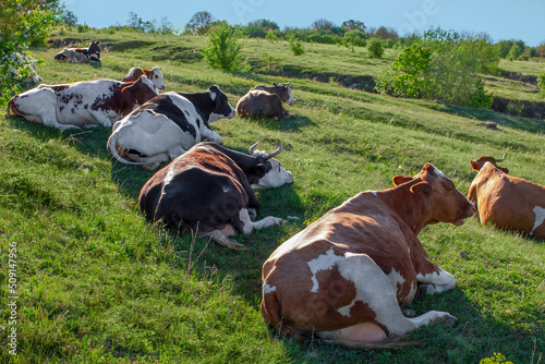 A herd of cows rest on a summer day lying on the green grass on the lusha, among the hills, under the blue sky