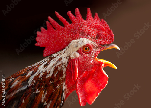 The head of the rooster portrait is close. the rooster has opened the key and screams. A bird sings makes a sound