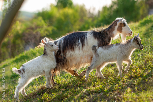 The goats go up on the ground. Domestic goats are a mother goat and two white kids goats. In nature, in the meadow. Pets. Portrait.