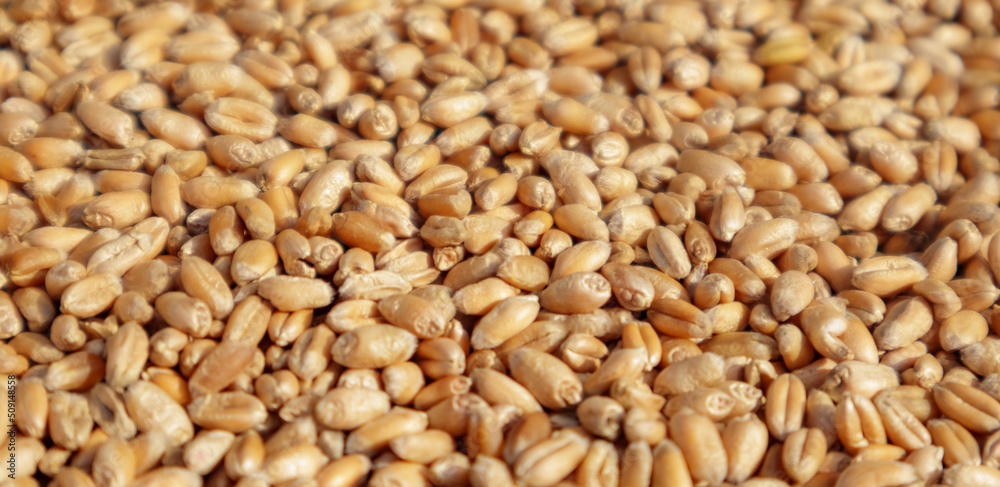 Closeup of harvest of ripe golden wheat, selected focus. Closeup of harvest of ripe golden wheat, selected focus.