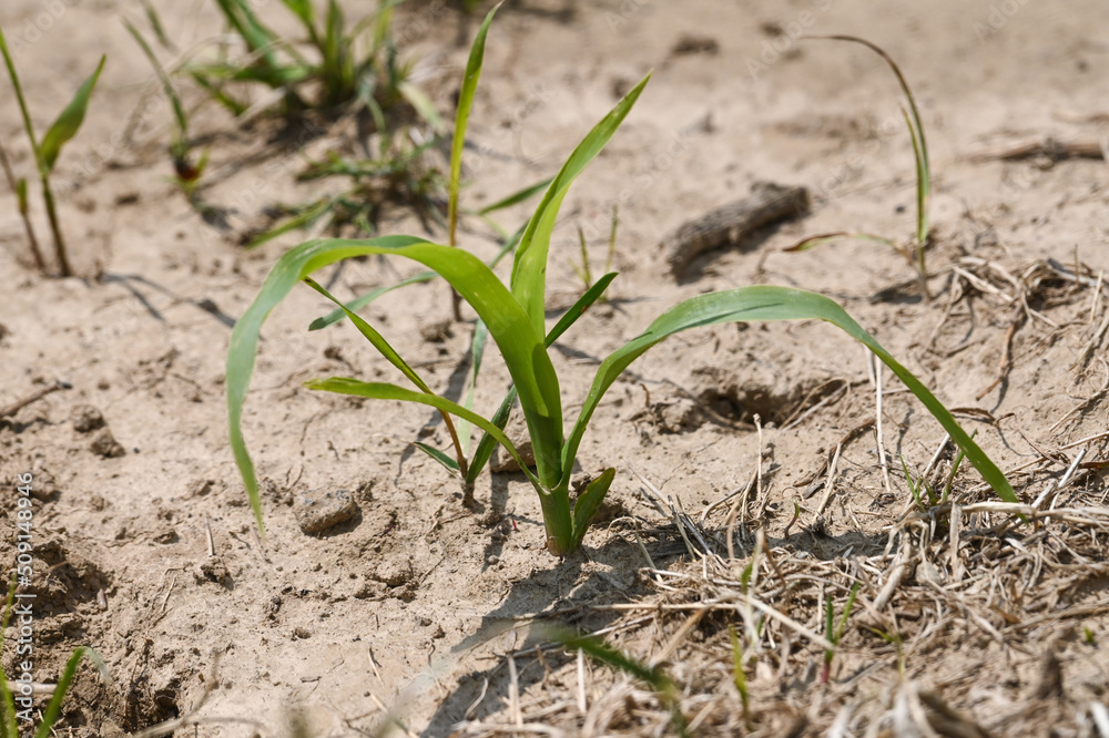 agriculture secheresse planete climat environnement agriculture secheresse planete climat environnement