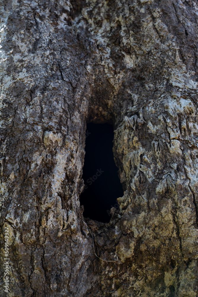 Close up of tree hole