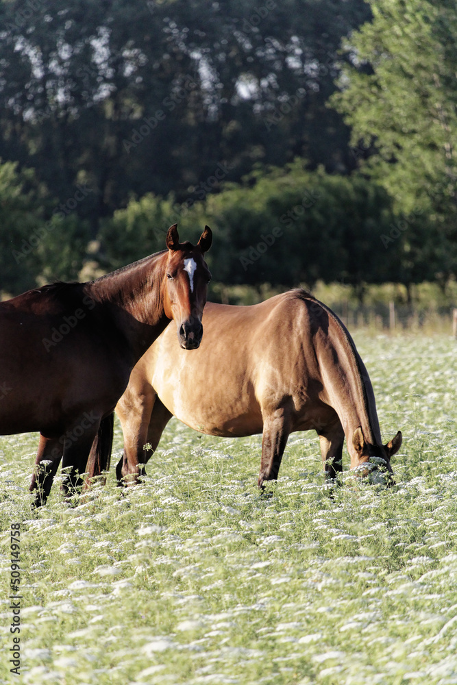 Obraz premium Two beautiful brown horses on the meadow