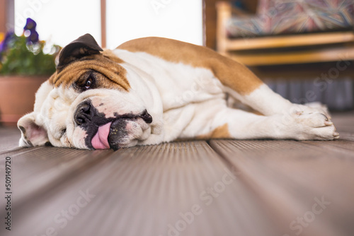 lying The Bulldog (the English Bulldog or British Bulldog) © kamilpetran