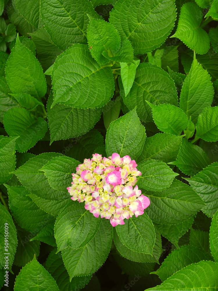 咲き始めた一輪のピンクの紫陽花 咲き始めた一輪のピンクの紫陽花