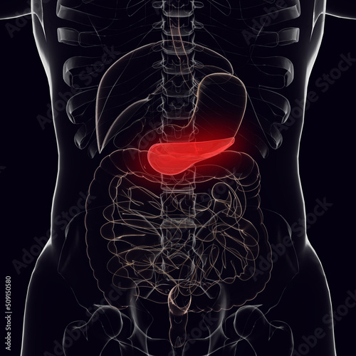 the pancreas is highlighted in red in the figure