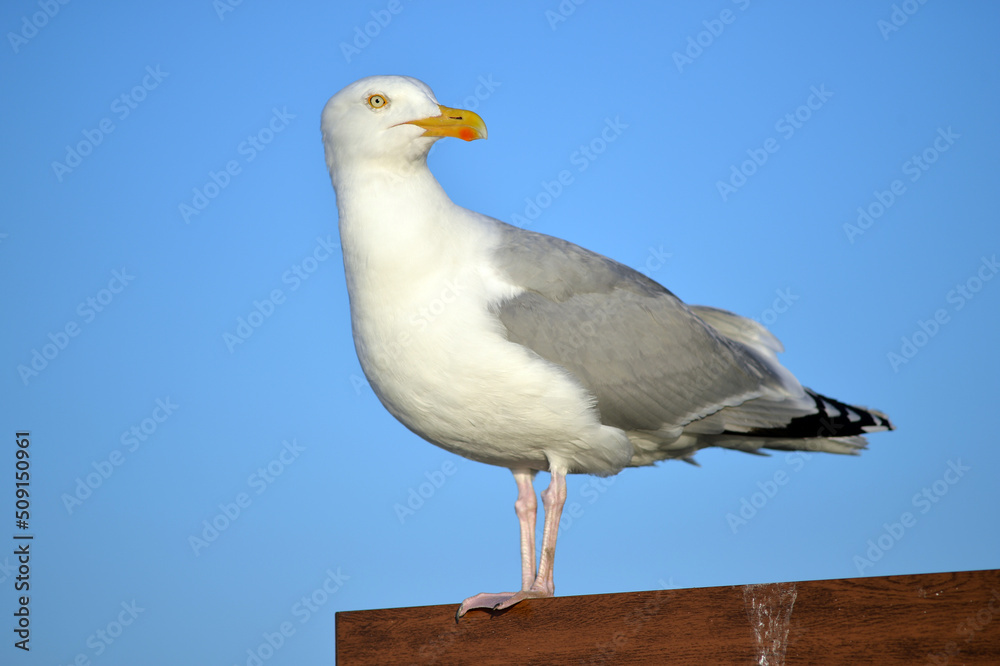 A screen-filling black-headed gull looking to right side in front of a blue sky in Poland.