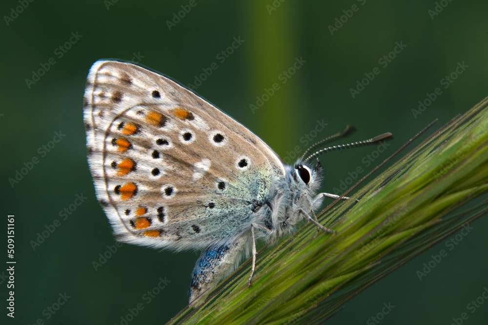 Macro shots, Beautiful nature scene. Closeup beautiful butterfly sitting on the flower in a summer garden. Macro shots, Beautiful nature scene. Closeup beautiful butterfly sitting on the flower in a summer garden.