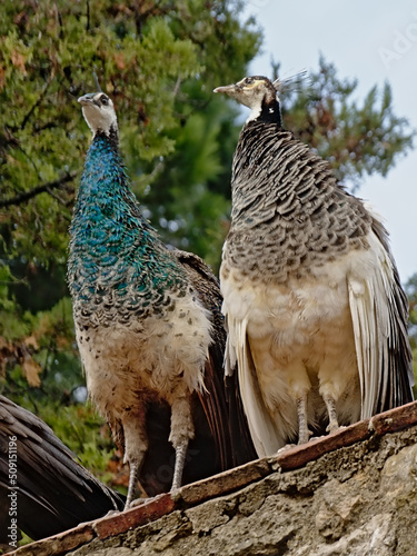 Peacocks sitting on a wall in the park