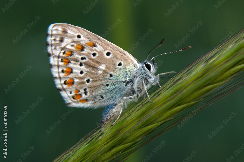 Macro shots, Beautiful nature scene. Closeup beautiful butterfly sitting on the flower in a summer garden. Macro shots, Beautiful nature scene. Closeup beautiful butterfly sitting on the flower in a summer garden.