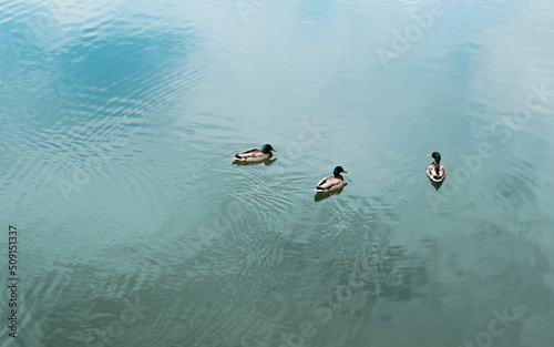 Three ducks floating in blue water outdoors. Animal theme, copy space