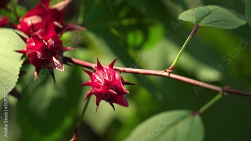 Nice Static Shot Wind Blowing of Red Roselle Hibiscus Sorrel on Stem photo