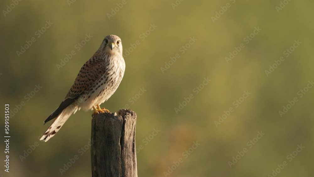 Beautiful bird, common kestrel flies away in slow motion. Beautiful bird, common kestrel flies away in slow motion.
