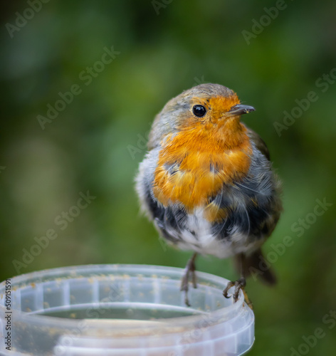 Robin, feeding time