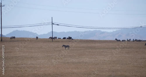 Wild Zebras Grazing Alongside Cattle in California