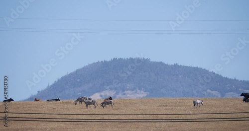 Wild Zebras Grazing Alongside Cattle in California photo