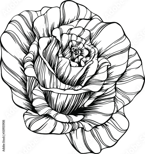 Rose flower outline vector. Hand drawn.