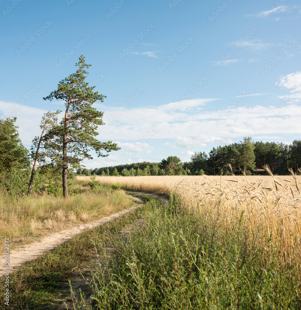 The nature of Belarus - a calm summer landscape on the banks of the Berezina River