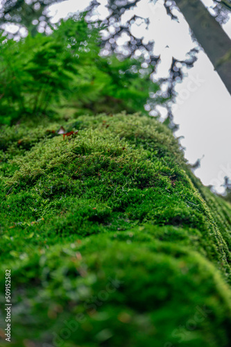 Saftiges grünes Moos im Wald