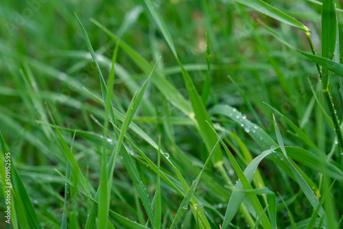 Fresh green grass with dew drops close up. Water drops on fresh grass after rain. Macro shot of light morning dew on green grass.