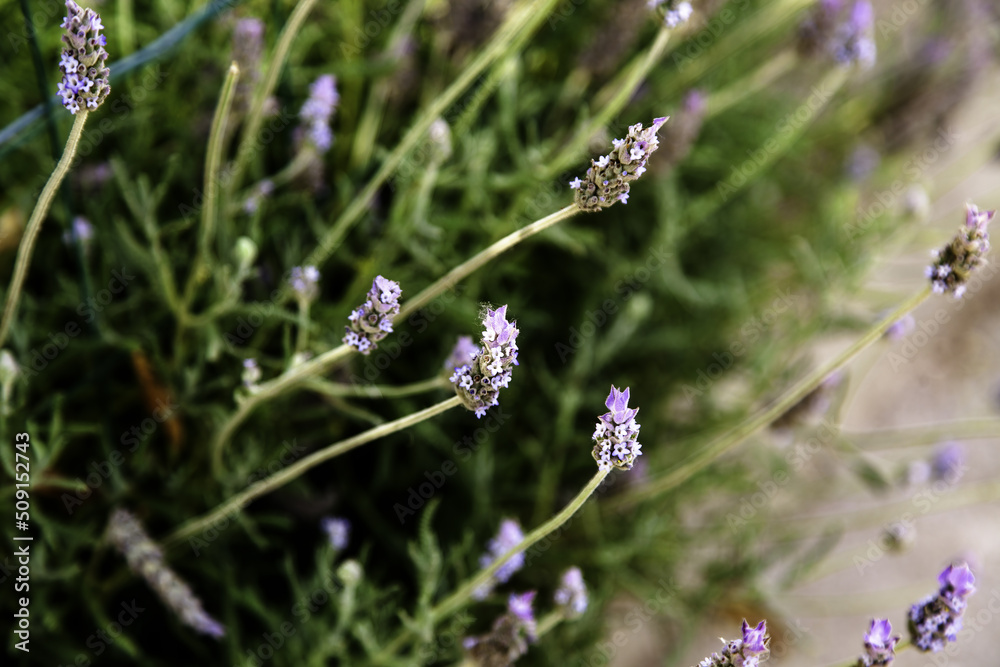 Lavender flowers in the field