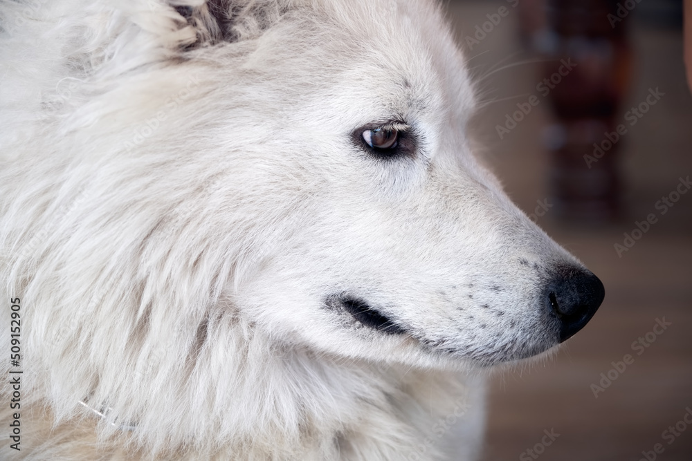 Close up portrait of a white domesticated arctic wolf.