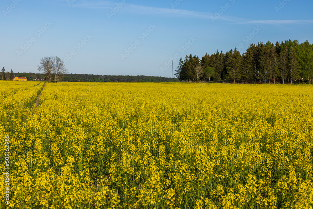 Beautiful summer view of flowering rapeseed field against blue sky. Sweden.
