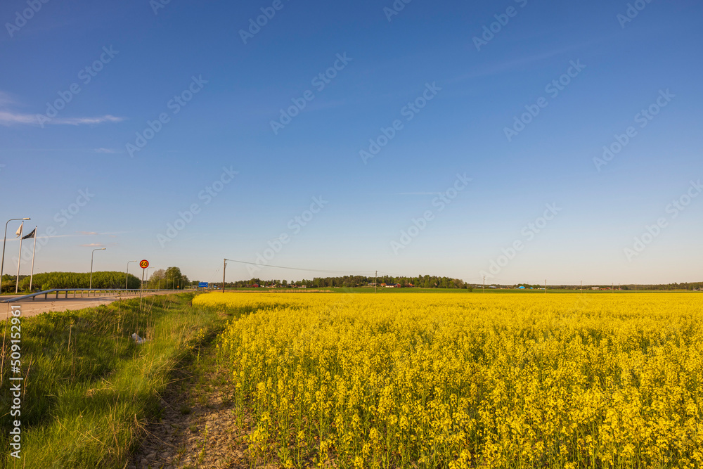 Obraz premium Rapeseed field along asphalt road and green trees on blue sky background. Sweden. 