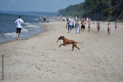 A playful brown dog runs on a beach in Kołobrzeg -Poland with a wooden stick in his mouth.
