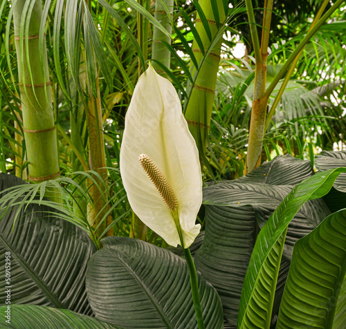 Blossom of Spathuphyllum cochlearispathum or Peace Lily (Family: Araceae) photo
